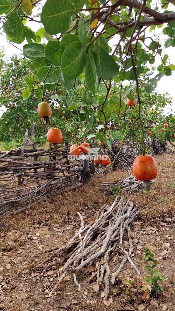 Đất vườn điều , giá mềm , đất dân gửi