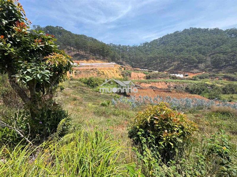 Bà chị gửi bán lô đất 1.650m² – đất nông nghiệp quy hoạch thổ cư 🌿  📍