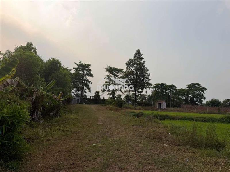 Bán đất tại phước thạnh