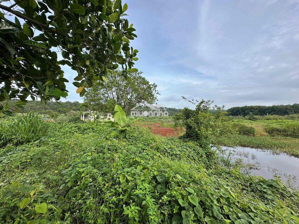 Tôi cần bán đất 1.2 ha bphuoc - 2