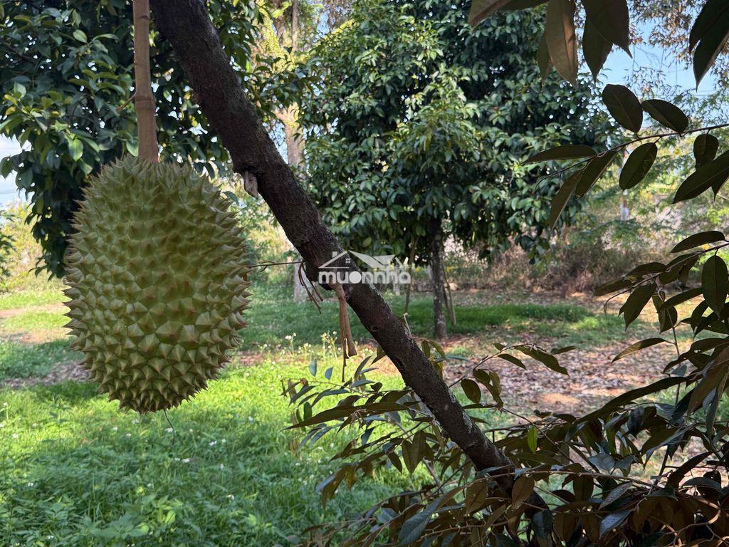 Vườn trái cây long khánh - 2