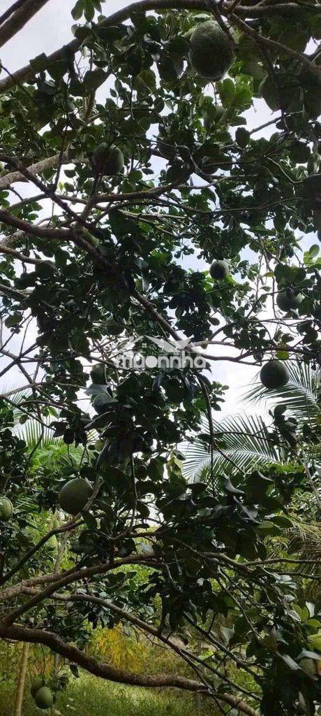 Bán 2,400m2 đất vườn qưoi sơn gần kcn giao long - 4