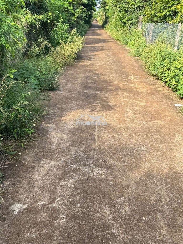 Bán 5000m2 sầu riêng năm 7 tại xuân tây,cẩm mỹ,đồng nai,có thổ cư - 2