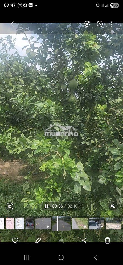 2128M2 đất vườn xanh mát- mặt tiền đường nhựa trung tâm - 3